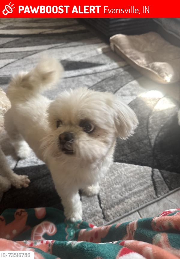 Lost Female Dog last seen S Kenmore dr 47714, Evansville, IN 47714