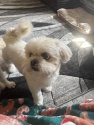 Lost Female Dog last seen S Kenmore dr 47714, Evansville, IN 47714