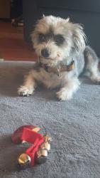 Reunited Female Dog last seen Kyrene and Warner, Tempe, AZ 85284