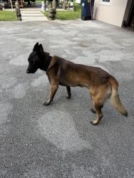 Found/Stray Male Dog last seen 187th Ave SW 288th St, Homestead, FL 33033