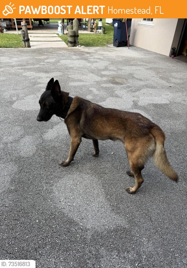 Found/Stray Male Dog last seen 187th Ave SW 288th St, Homestead, FL 33033