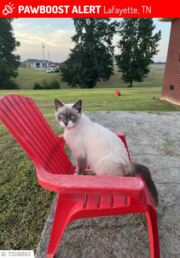 Lost Male Cat last seen Near old Hwy 52 Lafayette TN 37083, Lafayette, TN 37083