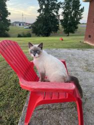 Lost Male Cat last seen Near old Hwy 52 Lafayette TN 37083, Lafayette, TN 37083