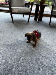 Reunited Female Dog last seen Lakeland Dr Greenwood Dr Myoma rd, Mars, PA 16046