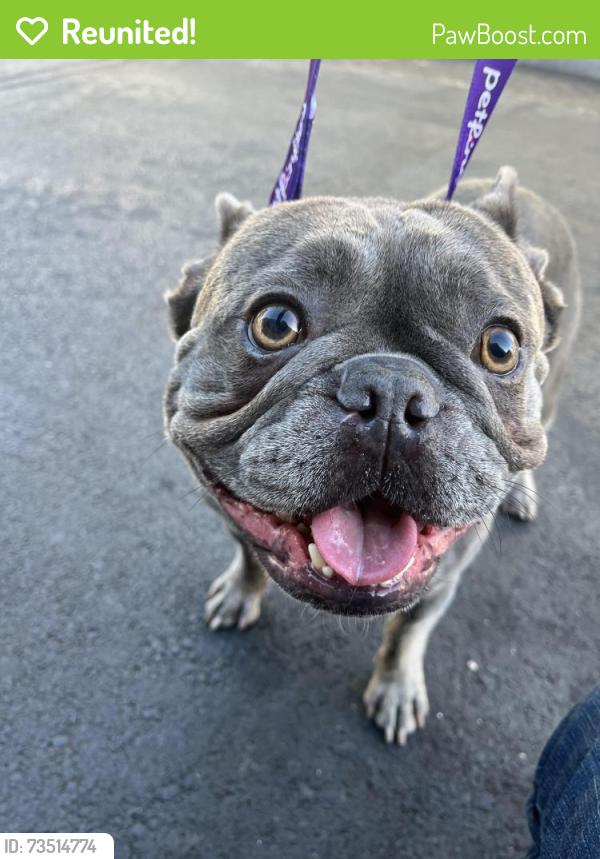 Reunited Unknown Dog last seen Winchester and Tisch, San Jose, CA 95128
