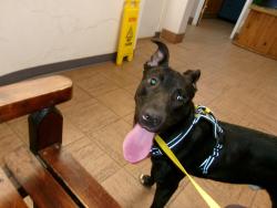 Found/Stray Male Dog last seen Felicity Drive and Montana, Cincinnati, OH 45211