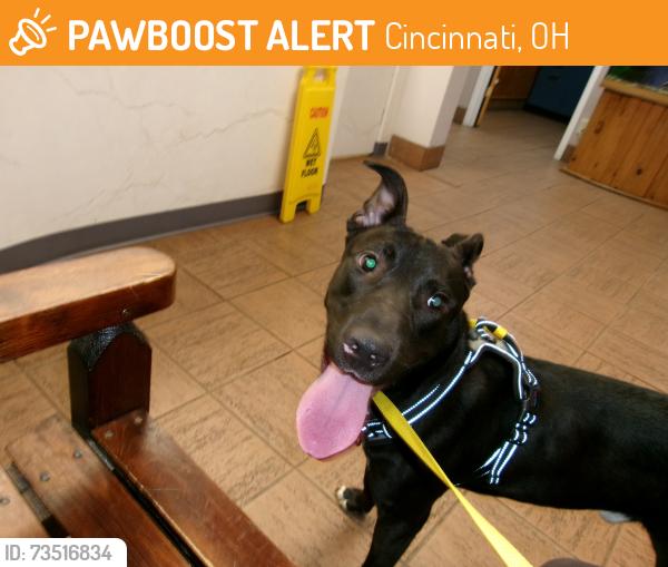Found/Stray Male Dog last seen Felicity Drive and Montana, Cincinnati, OH 45211