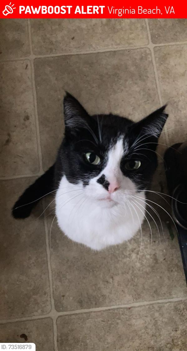 Lost Female Cat last seen Indian Cove Resort, Virginia Beach, VA 23456