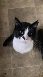 Lost Female Cat last seen Indian Cove Resort, Virginia Beach, VA 23456