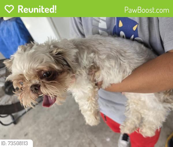 Reunited Female Dog last seen Wisteria Hill Street, Houston, TX 77073
