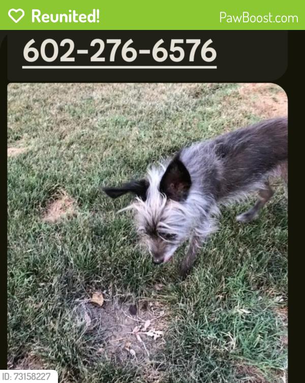 Reunited Female Dog last seen 44th Ave South of Peoria Ave, Phoenix, AZ 85051