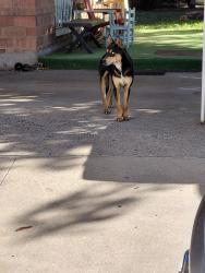 Found/Stray Male Dog last seen Menaul and Eubank, Albuquerque, NM 87112