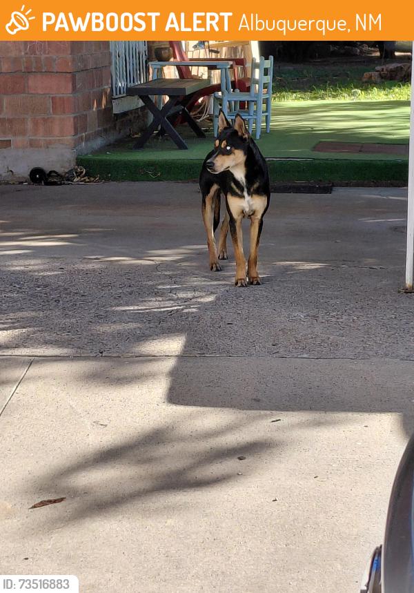 Found/Stray Male Dog last seen Menaul and Eubank, Albuquerque, NM 87112