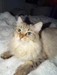 Lost Female Cat last seen by dealerships, Orland Park, IL 60462
