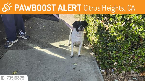 Found/Stray Male Dog last seen McConnel Dr, Citrus Heights, CA 95610