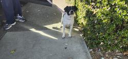 Found/Stray Male Dog last seen McConnel Dr, Citrus Heights, CA 95610