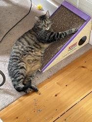 Lost Female Cat last seen Meetinghouse Rd and Sandy Ridge Rd, Doylestown, Doylestown, PA 18901