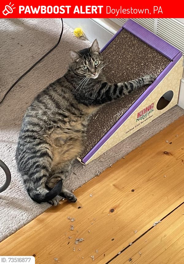 Lost Female Cat last seen Meetinghouse Rd and Sandy Ridge Rd, Doylestown, Doylestown, PA 18901