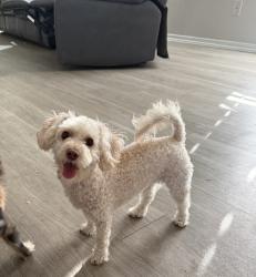 Reunited Female Dog last seen Gessner and kepwood, Houston, TX 77080