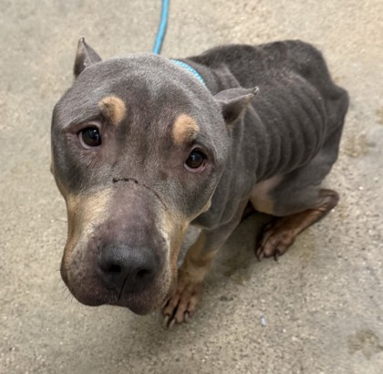 Shelter Stray Female Dog last seen Near Fullerton, 4th District, OH, 9203 Detroit Ave, Cleveland, OH 44102, USA