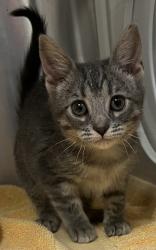 Shelter Stray Female Cat last seen Farmstead Cir & Cloud Dance DR, Roseville City, CA, 200 Tahoe Ave, Roseville, CA 95678, USA