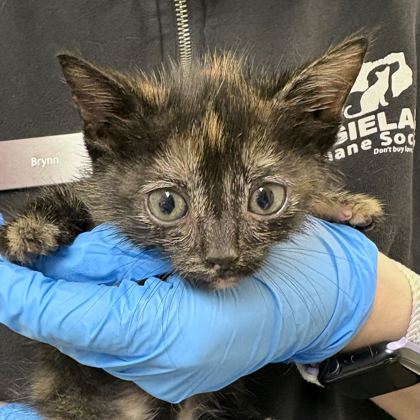 Shelter Stray Female Cat last seen FM 2223 & Old Cameron Ranch Rd, Brazos County, TX, 5359 Leonard Rd, Bryan, TX 77807, USA