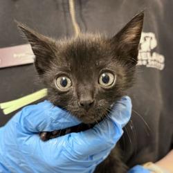 Shelter Stray Male Cat last seen FM 2223 & Old Cameron Ranch Rd, Brazos County, TX, 5359 Leonard Rd, Bryan, TX 77807, USA