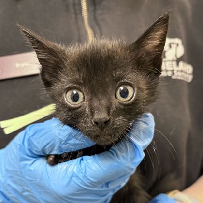 Shelter Stray Male Cat last seen FM 2223 & Old Cameron Ranch Rd, Brazos County, TX, 5359 Leonard Rd, Bryan, TX 77807, USA