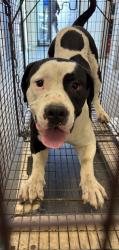 Shelter Stray Male Dog last seen W Madison Ave & S marks Ave, Fresno Zone Fresno CO 2 93706, CA, 1510 W Dan Ronquillo Dr, Fresno, CA 93706, USA