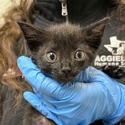 Shelter Stray Male Cat last seen FM 2223 & Old Cameron Ranch Rd, Brazos County, TX, 5359 Leonard Rd, Bryan, TX 77807, USA
