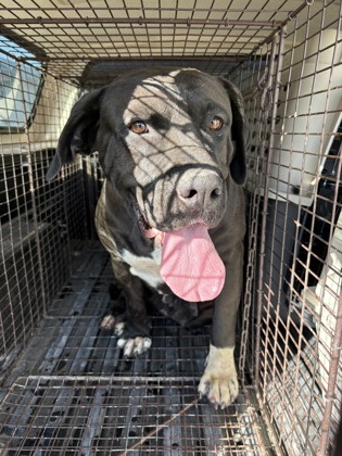 Shelter Stray Female Dog last seen W Madison Ave & S marks Ave, Fresno Zone Fresno CO 2 93706, CA, 1510 W Dan Ronquillo Dr, Fresno, CA 93706, USA