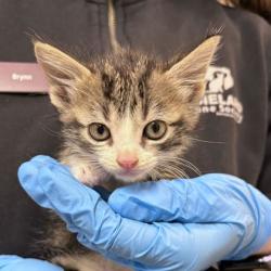 Shelter Stray Male Cat last seen FM 2223 & Old Cameron Ranch Rd, Brazos County, TX, 5359 Leonard Rd, Bryan, TX 77807, USA