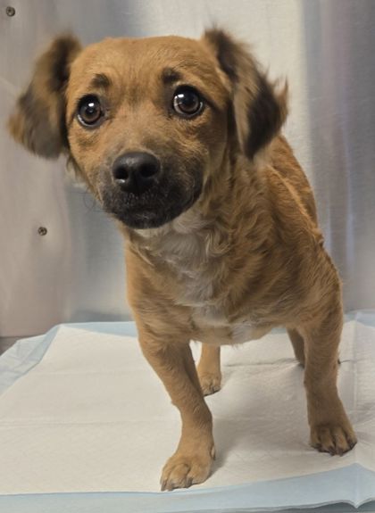 Shelter Stray Female Dog last seen S Floyd Ave & W Church Ave, Fresno Zone Fresno CO 2 93706, CA, 1510 W Dan Ronquillo Dr, Fresno, CA 93706, USA