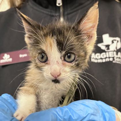 Shelter Stray Male Cat last seen FM 2223 & Old Cameron Ranch Rd, Brazos County, TX, 5359 Leonard Rd, Bryan, TX 77807, USA