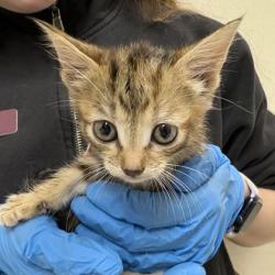 Shelter Stray Female Cat last seen FM 2223 & Old Cameron Ranch Rd, Brazos County, TX, 5359 Leonard Rd, Bryan, TX 77807, USA