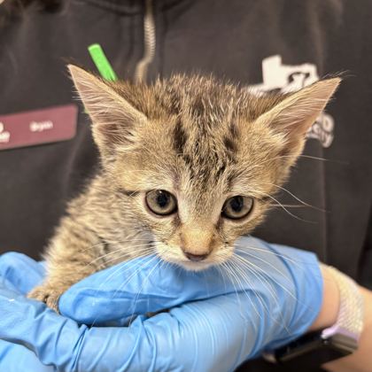 Shelter Stray Male Cat last seen FM 2223 & Old Cameron Ranch Rd, Brazos County, TX, 5359 Leonard Rd, Bryan, TX 77807, USA
