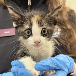 Shelter Stray Female Cat last seen FM 2223 & Old Cameron Ranch Rd, Brazos County, TX, 5359 Leonard Rd, Bryan, TX 77807, USA