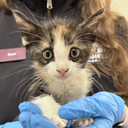 Shelter Stray Female Cat last seen FM 2223 & Old Cameron Ranch Rd, Brazos County, TX, 5359 Leonard Rd, Bryan, TX 77807, USA