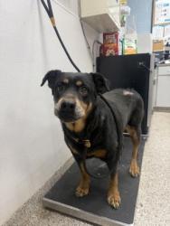 Shelter Stray Female Dog last seen Linville Ct, Bessemer City, NC, 1491 Business Park Ct, Gastonia, NC 28052, USA