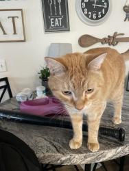 Reunited Male Cat last seen Cochrane dr, Woodbury, MN 55125