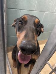 Shelter Stray Male Dog last seen , , CA, 1101 29th Ave, Oakland, CA 94601, USA