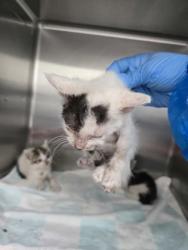 Shelter Stray Female Cat last seen Near 35th, Oakland, CA, 1101 29th Ave, Oakland, CA 94601, USA
