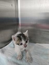 Shelter Stray Female Cat last seen Near 35th, Oakland, CA, 1101 29th Ave, Oakland, CA 94601, USA