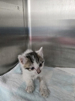 Shelter Stray Female Cat last seen Near 35th, Oakland, CA, 1101 29th Ave, Oakland, CA 94601, USA