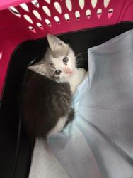 Shelter Stray Male Cat last seen , , CA, 1101 29th Ave, Oakland, CA 94601, USA