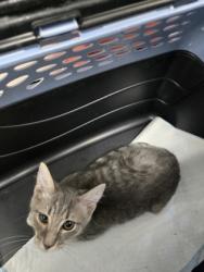 Shelter Stray Male Cat last seen 40th and Mera, Oakland, CA, 1101 29th Ave, Oakland, CA 94601, USA
