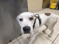 Shelter Stray Female Dog last seen Near la frontera blvd, City of Round Rock, TX, 1855 SE Inner Loop, Georgetown, TX 78626, USA