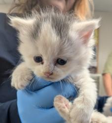 Shelter Stray Female Cat last seen , , NM, 1209 NM-314, Los Lunas, NM 87031, USA
