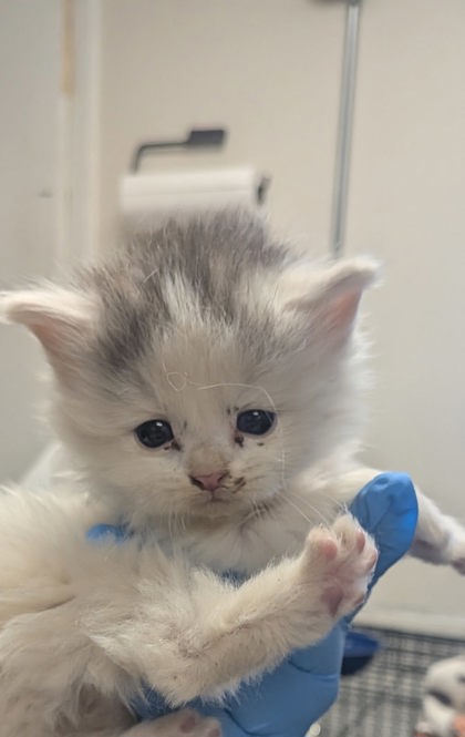 Shelter Stray Male Cat last seen , , NM, 1209 NM-314, Los Lunas, NM 87031, USA