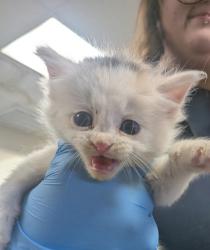 Shelter Stray Female Cat last seen , , NM, 1209 NM-314, Los Lunas, NM 87031, USA